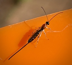 Calliephialtes grapholithae