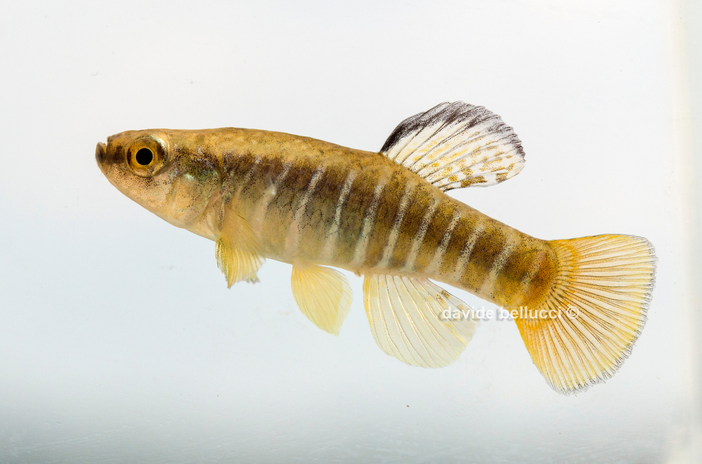 Mediterranean banded killifish (Aphanius fasciatus) — Cyprinodontidae