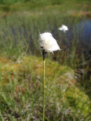 Eriophorum vaginatum