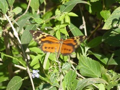 Tithorea harmonia