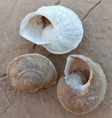 Iberus gualtieranus gualtieranus