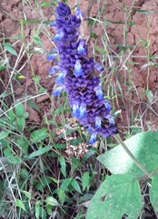 Salvia lavanduloides