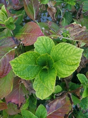 Hydrangea petiolaris