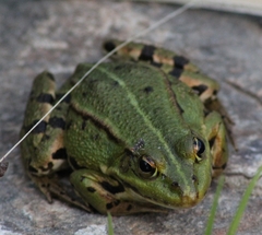 Callisto denticulella