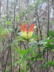 Gloriosa superba