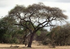 Tragelaphus oryx pattersonianus