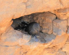 Onychognathus tristramii
