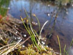 Carex pauciflora