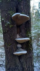 Phellinus populicola
