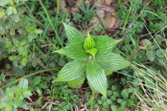 Hedyotis lessertiana