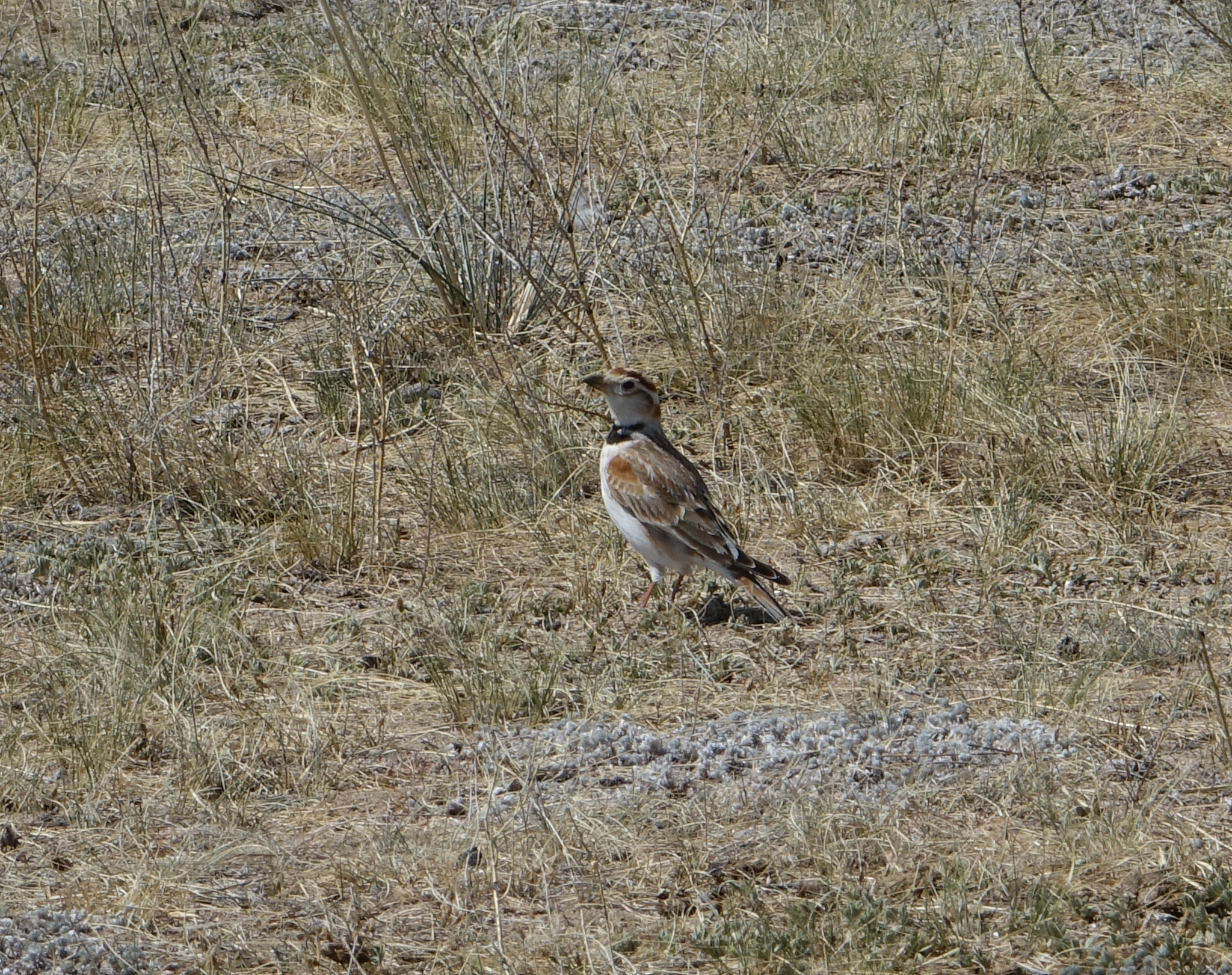 Mongolian Lark