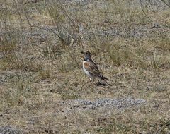 Melanocorypha mongolica