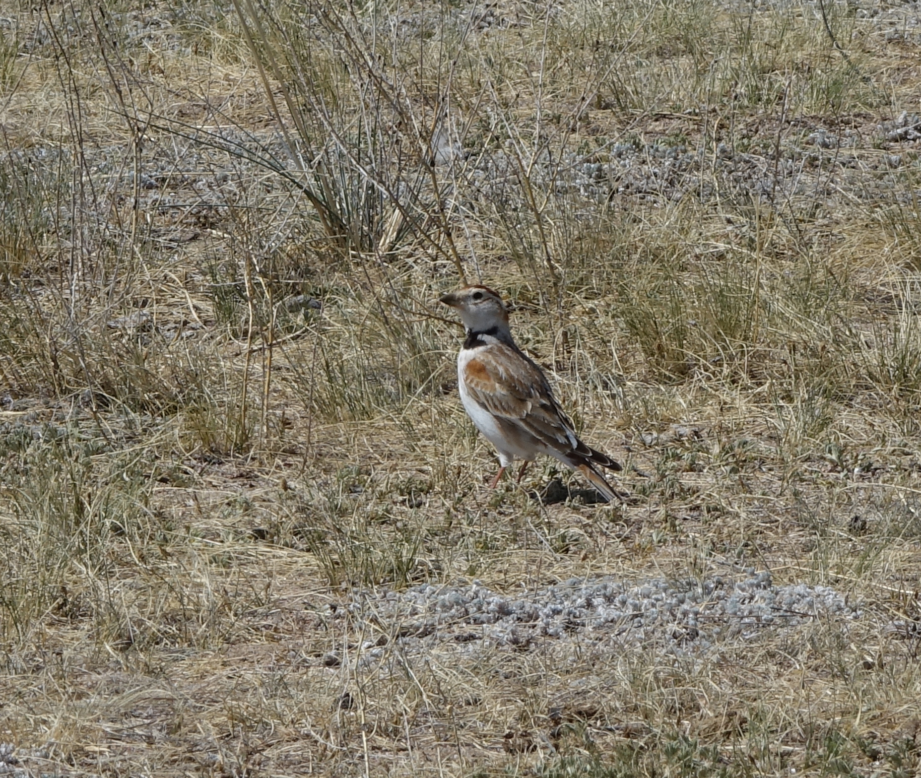 Mongolian Lark