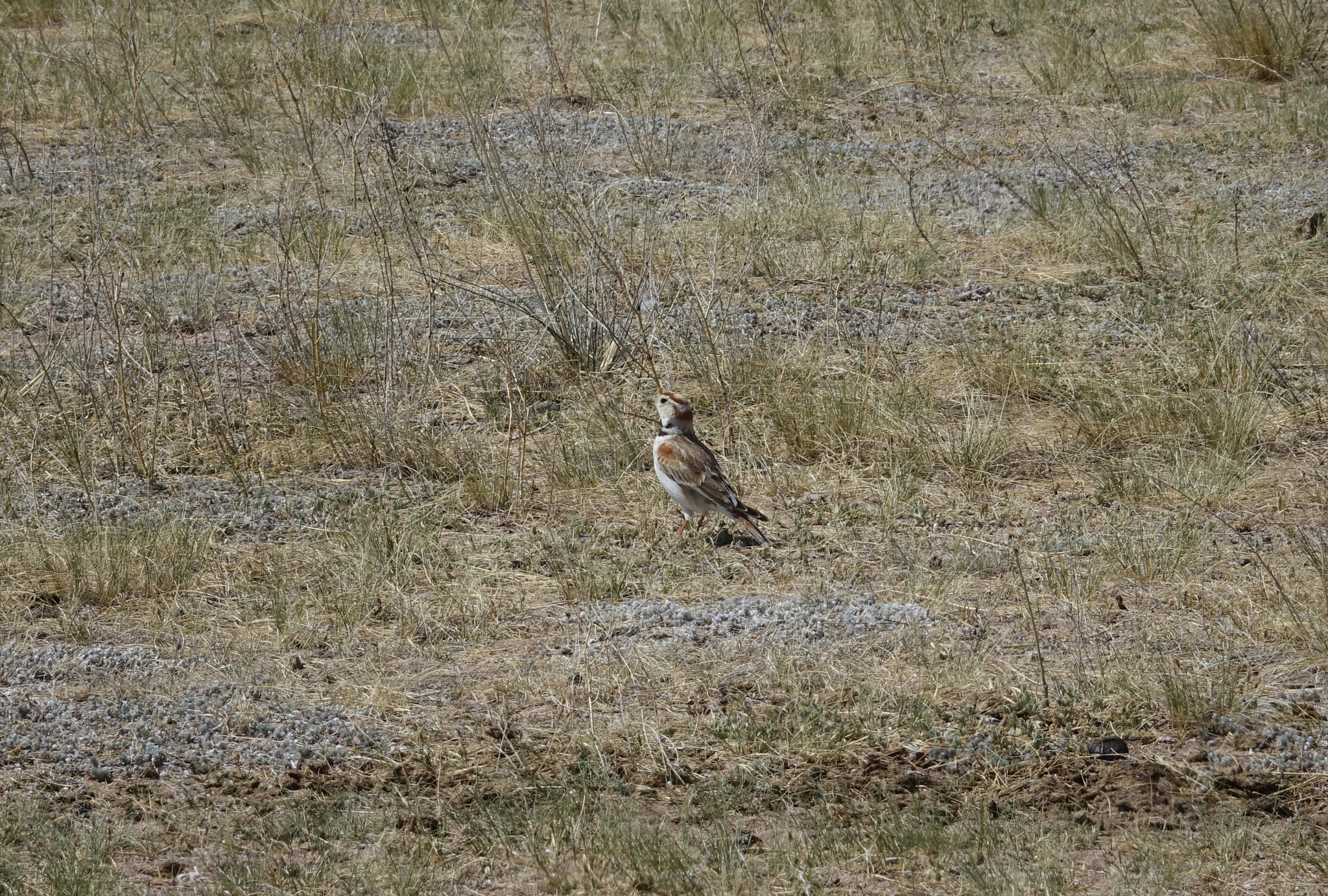 Mongolian Lark