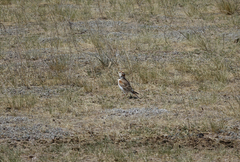 Melanocorypha mongolica