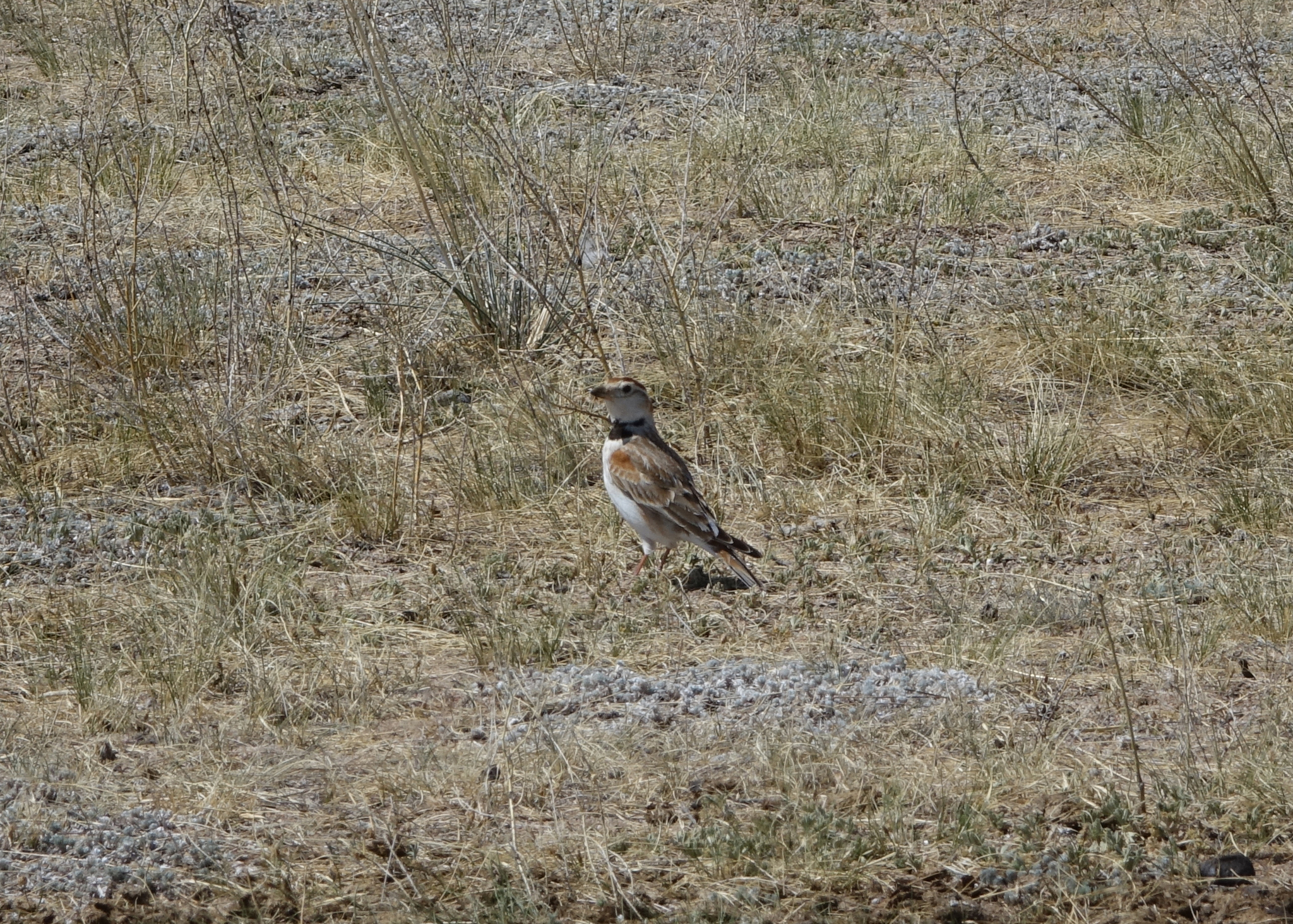 Mongolian Lark