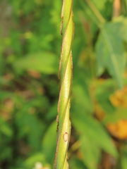 Dioscorea alata