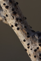 Didymella glomerata