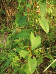 Dioscorea alata