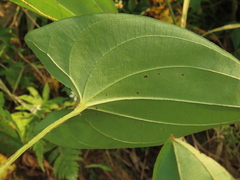Dioscorea alata