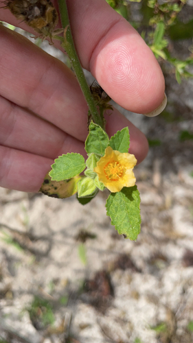 ‘ilima (Sida cordifolia)