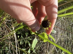 Helianthus debilis