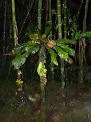 Asplenium australasicum