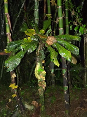 Asplenium australasicum