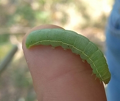 Orthosia incerta