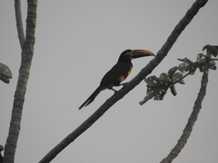 Pteroglossus castanotis