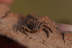 Bassaniana