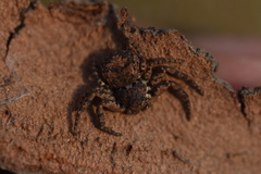 Bassaniana