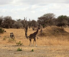 Giraffa camelopardalis tippelskirchi