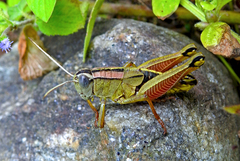 Podismopsis poppiusi