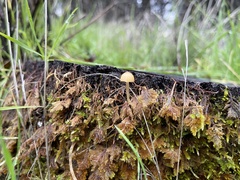 Galerina semilanceata