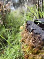 Galerina semilanceata
