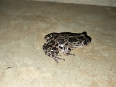 Hylambates maculatus