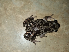 Hylambates maculatus