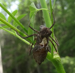 Corduliidae