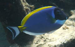 Acanthurus leucosternon