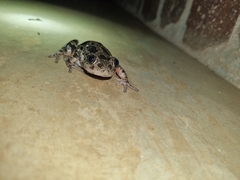 Hylambates maculatus