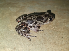 Hylambates maculatus