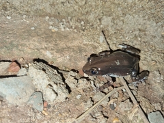 Kassina senegalensis