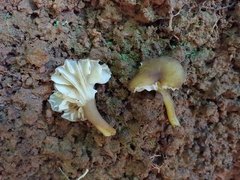 Hygrocybe melleofusca