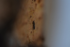 Chrysidoidea