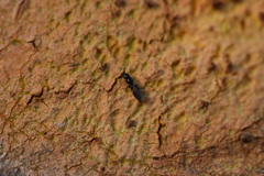 Chrysidoidea