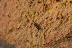 Chrysidoidea