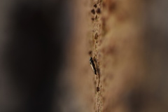 Chrysidoidea