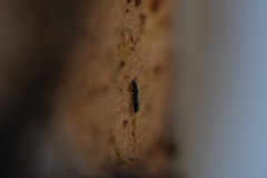 Chrysidoidea