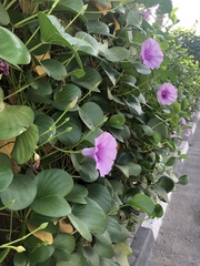 Ipomoea pes-caprae pes-caprae